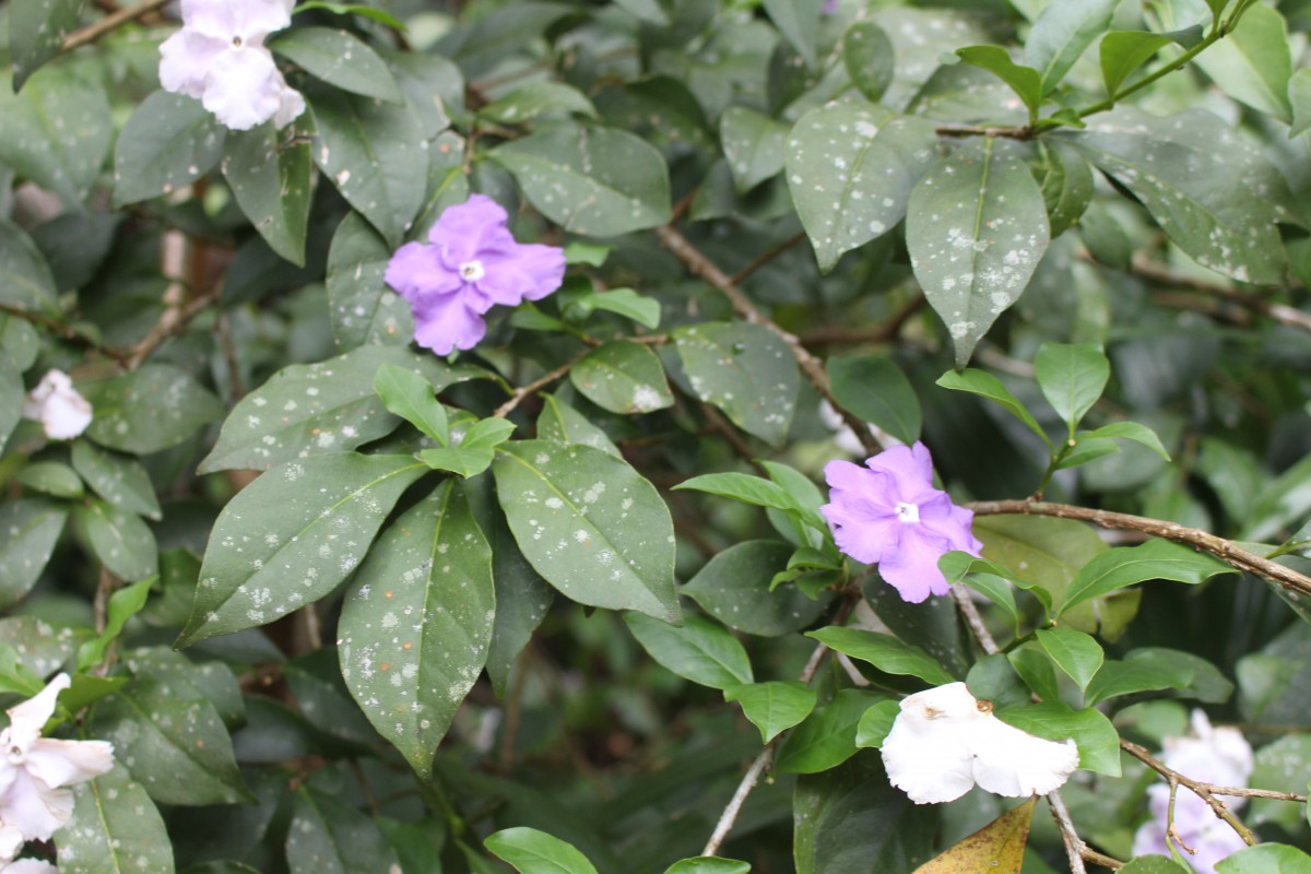 Brunfelsia pauciflora (Cham. & Schltdl.) Benth.